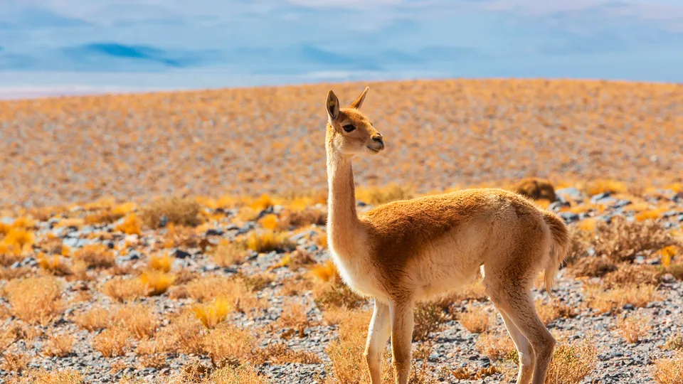 Guanaco della Patagonia