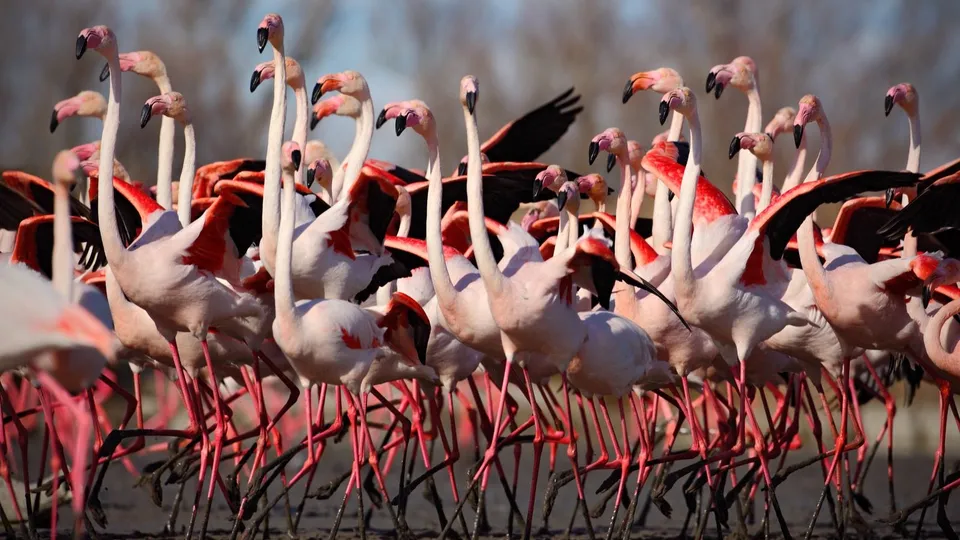 Camargue