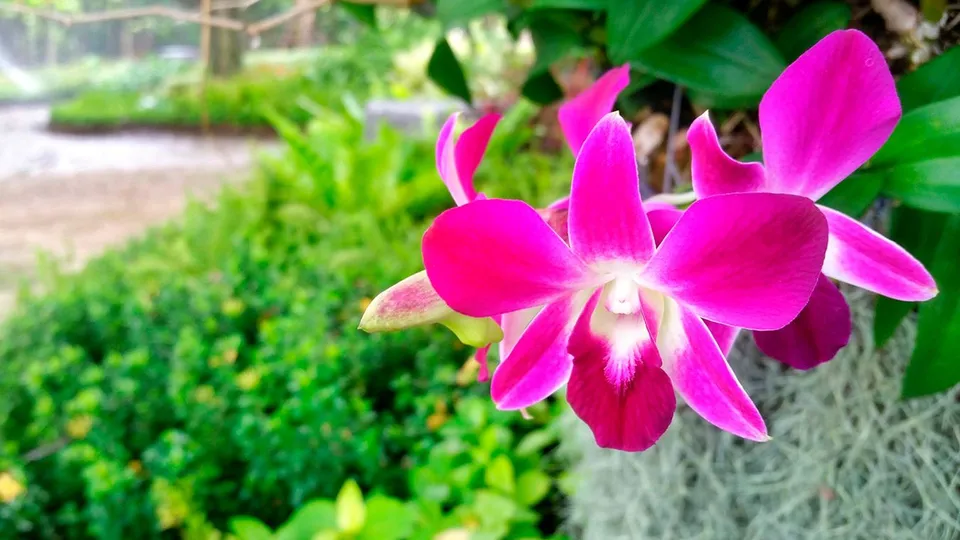Giorno 9 CHIANG MAI - MAE TAENG - SAM KAEMPANG - CHIANG MAI (90 km)
