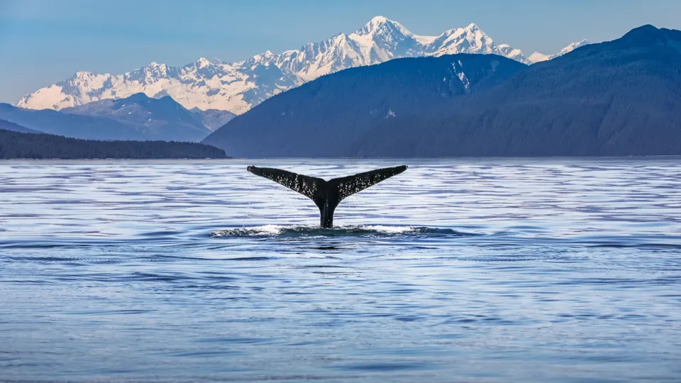 Whale Watching