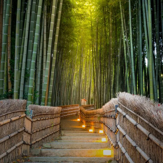 Foresta di Bambù vicino a Kyoto