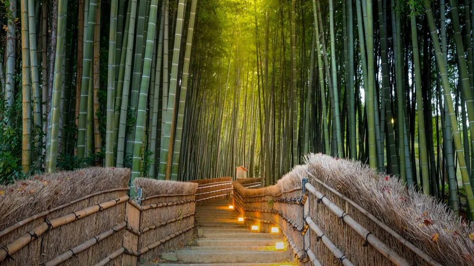 Foresta di Bambù vicino a Kyoto