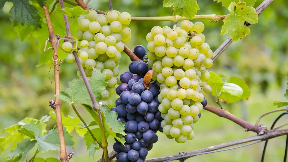 La via dei vini alsaziana