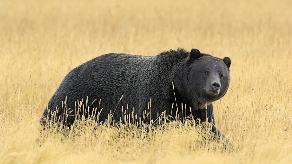Grizzly