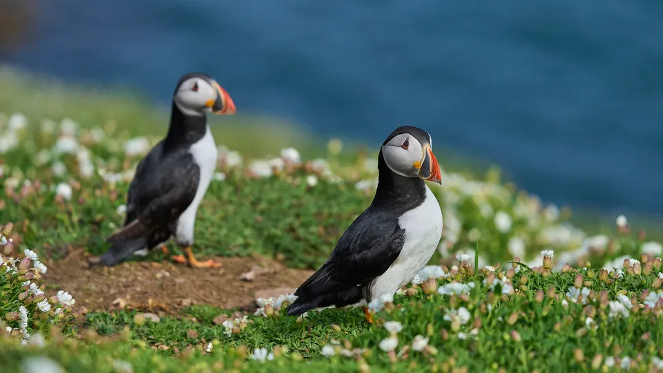 Puffin a Skomer Island