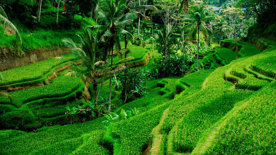 Terrazze di riso di Ubud