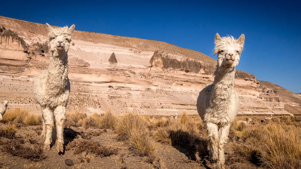Coppia di vigogne nella Riserva di Pampa Cañahuas