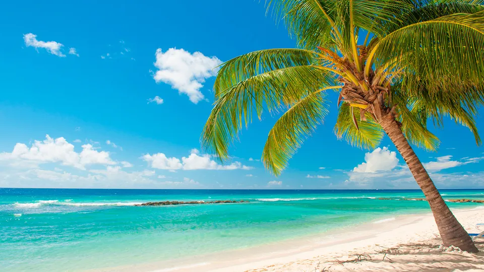 Spiaggia caraibica con palma a Barbados