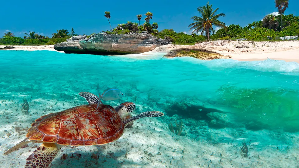 Mare caraibico con tartaruga marina
