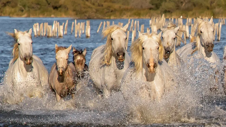 Cavalli bianchi della Camargue