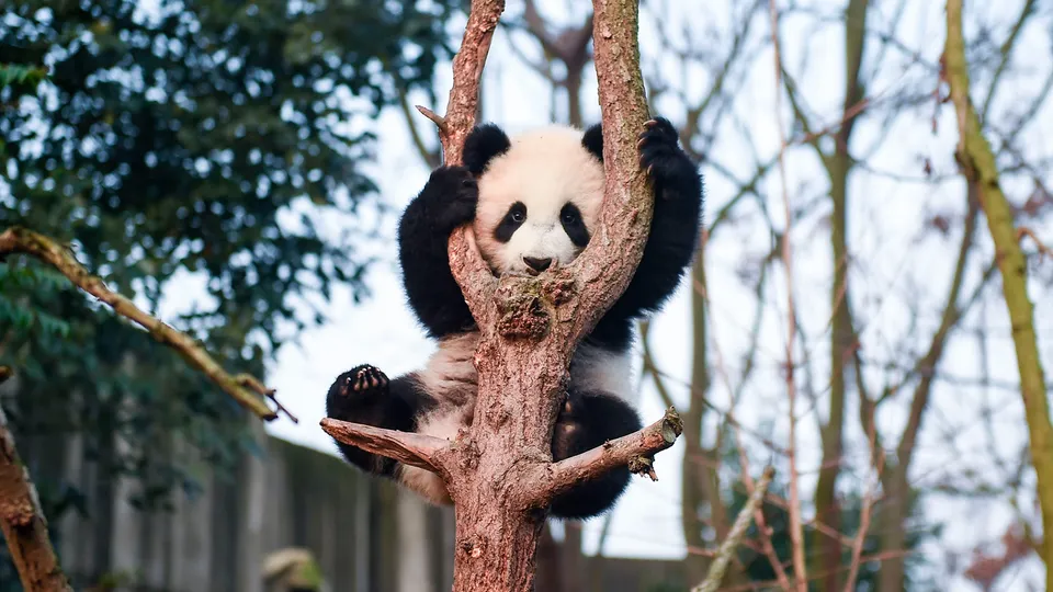 Panda gigante che si arrampica su albero