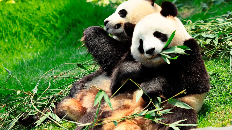 Panda giganti che mangiano 