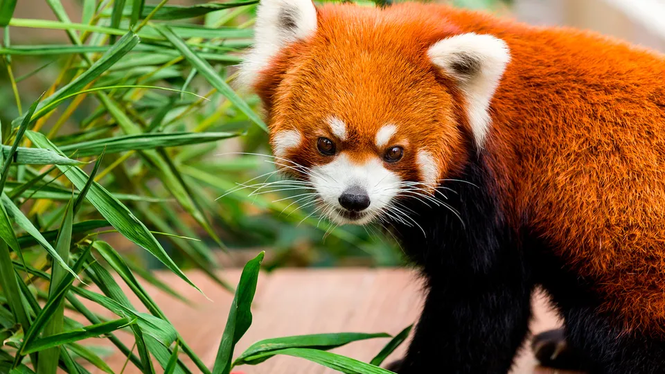 Panda rosso