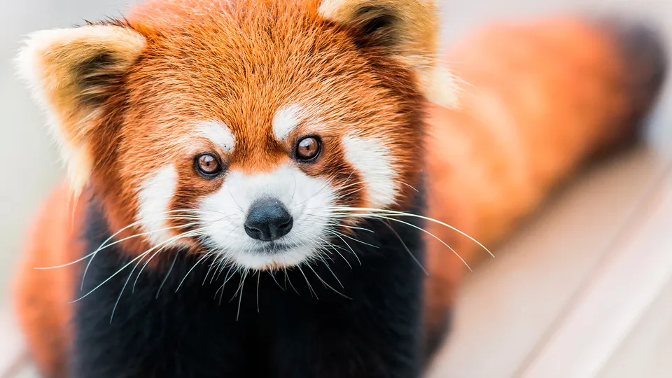 Panda rosso