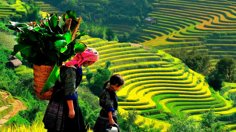 Donne al lavoro sulle terrazze di riso di Longji in Cina