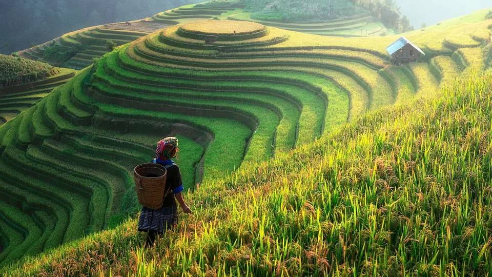 Terrazze di riso di Longji in Cina