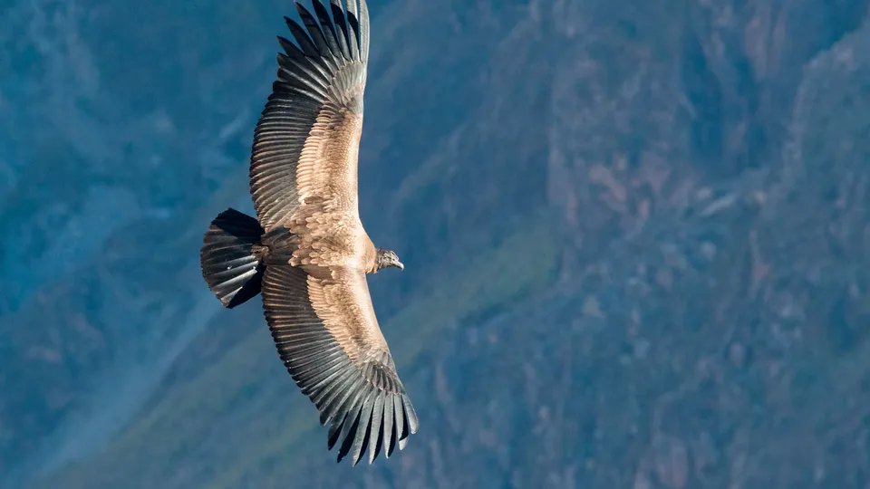 Condor in volo