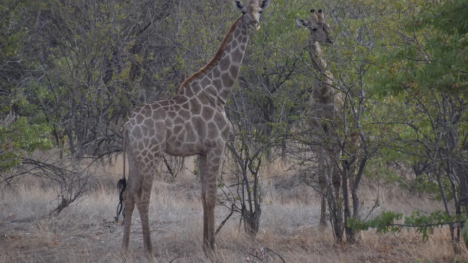 Giraffe nel Damaraland