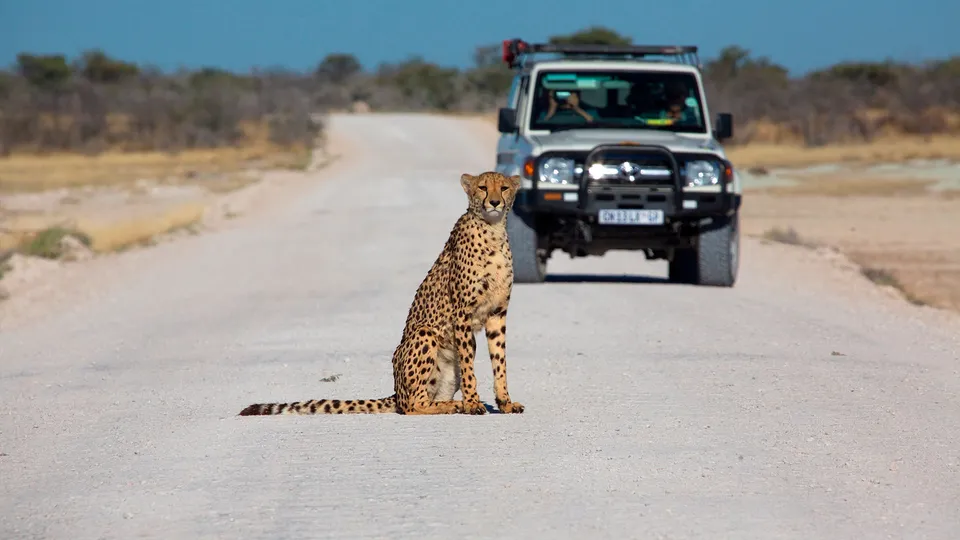 Safari in Namibia, ghepardo