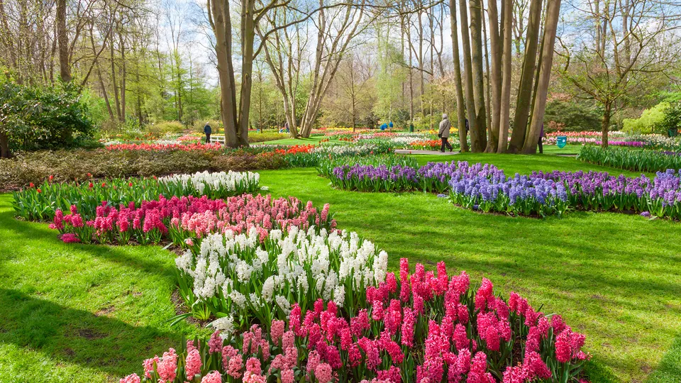 Parco dei tulipani Keukenhof di Amsterdam