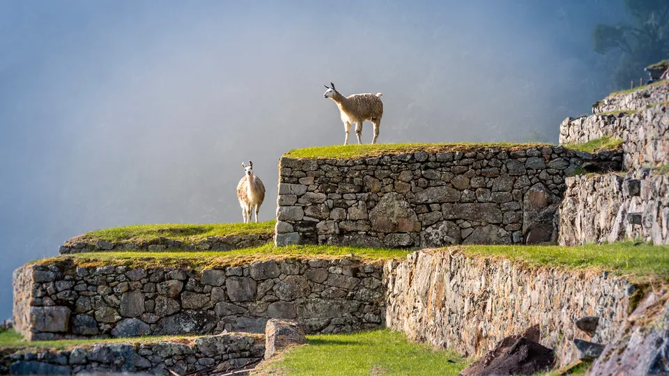 Lama al Machu Picchu in Perù