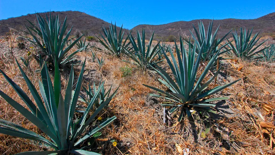 Piante di agave da cui si ricava il Mezcal