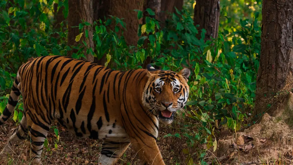 Tigre del Bengala nel Parco di Chitwan in Nepal