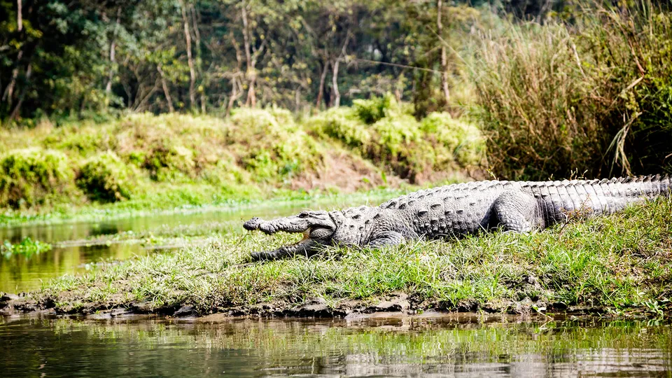 Coccodrilli nel Parco di Chitwan in Nepal