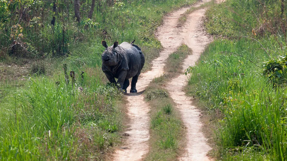 Parco di Chitwan in Nepal
