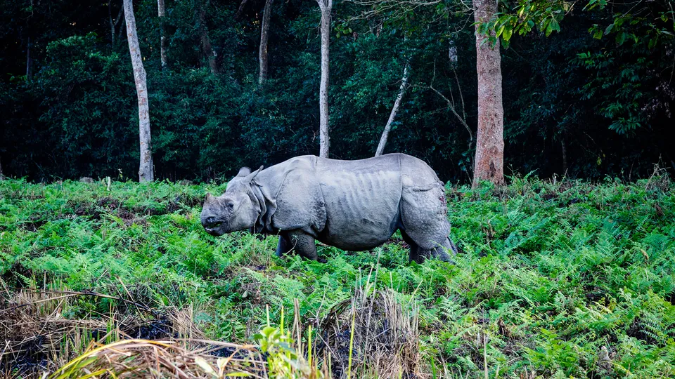 Parco di Chitwan in Nepal
