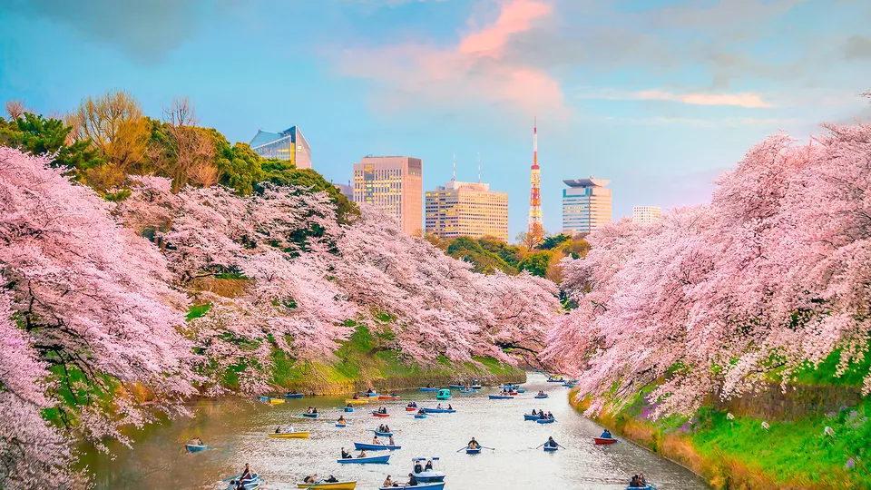 Ciliegi nel parco Chidorigafuchi