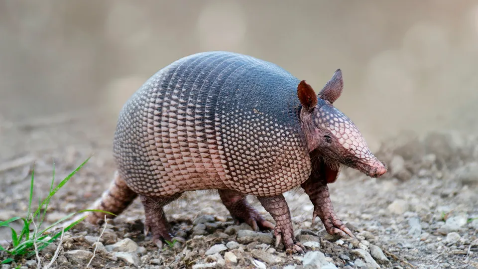Armadillo