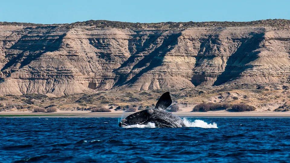 Coda di balena che spunta dall'acqua nella Penisola di Valdes
