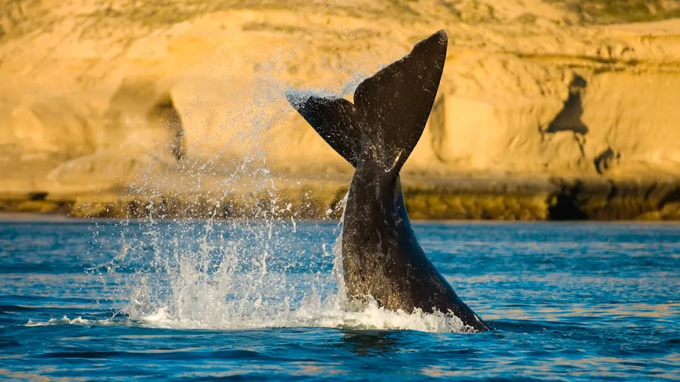 Coda di balena che spunta dall'acqua nella Penisola di Valdes