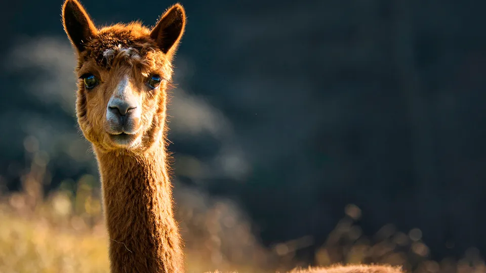 Lama della Patagonia