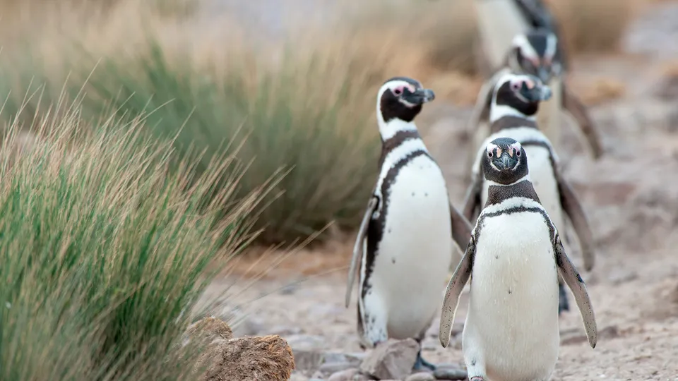 Gruppo di pinguini di Magellano