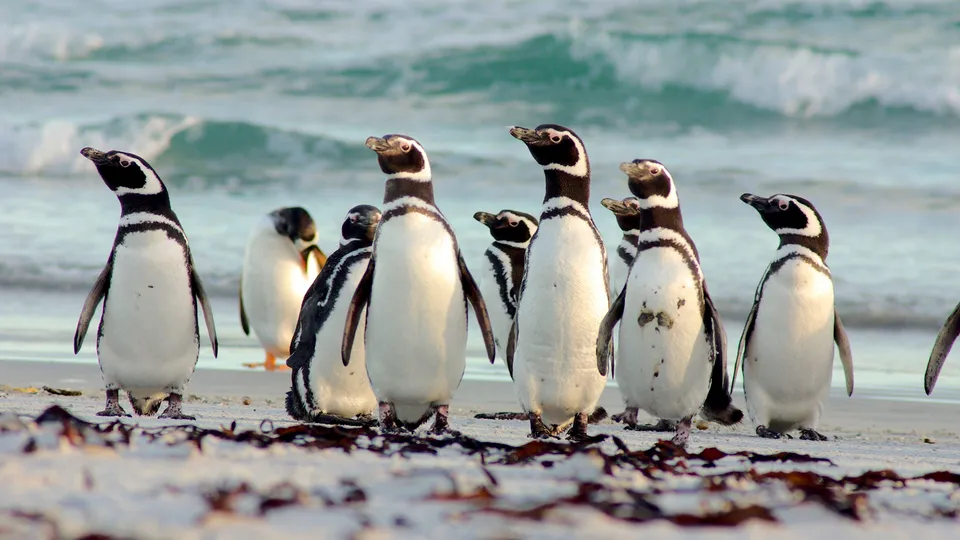 Gruppo di pinguini di Magellano in riva al mare
