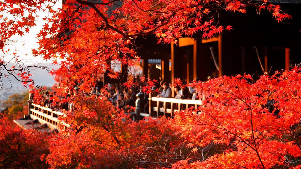 Il tempio Kiyomizu-Dera circondato da alberi di acacia rossi in autunno
