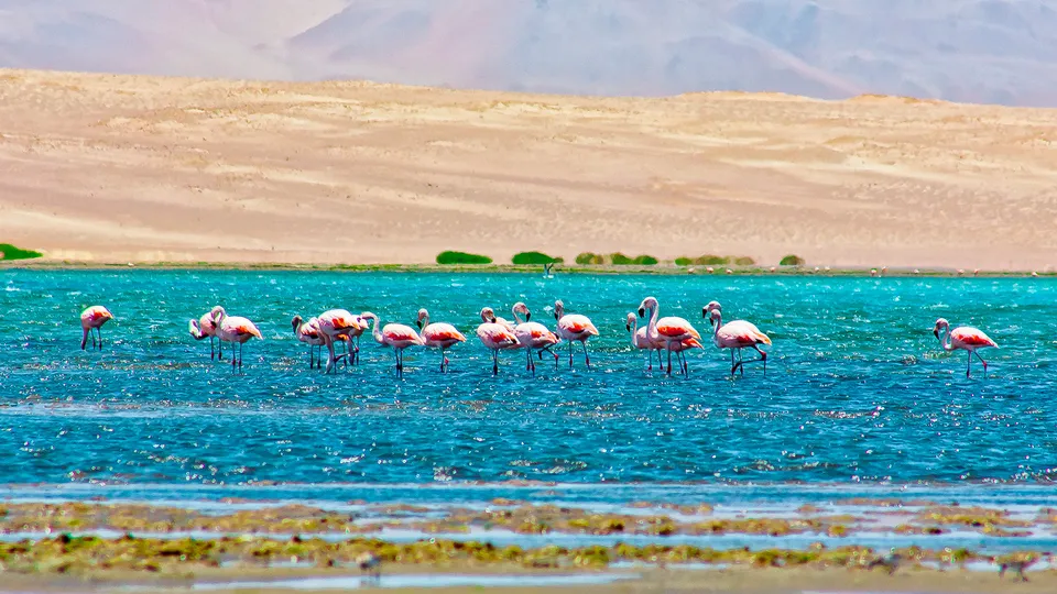Fenicotteri nella nella Riserva Nazionale di Paracas