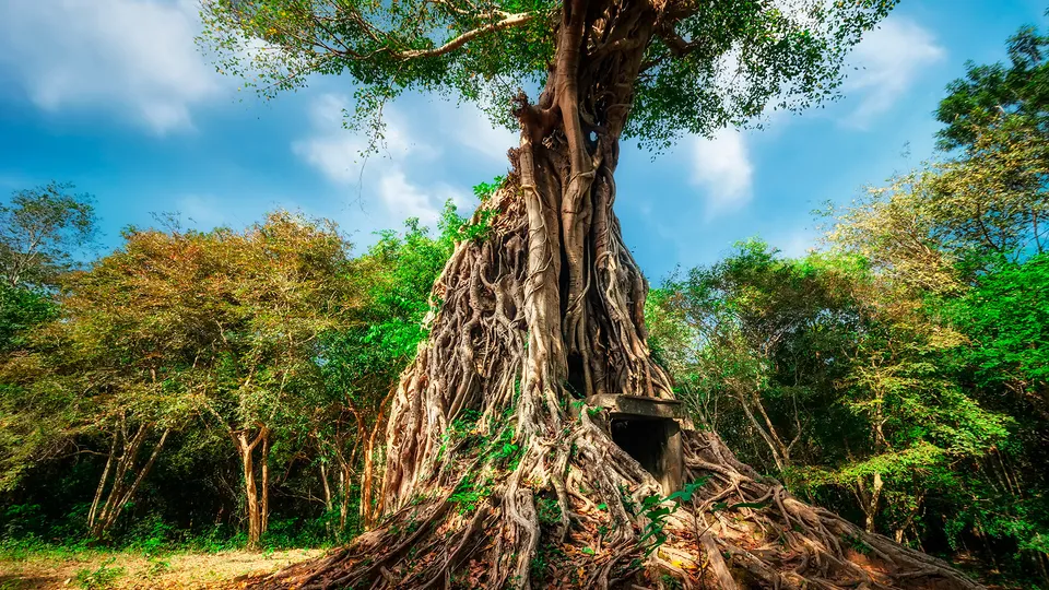 Albero secolare nel tempio di Sambor Prei Kuk