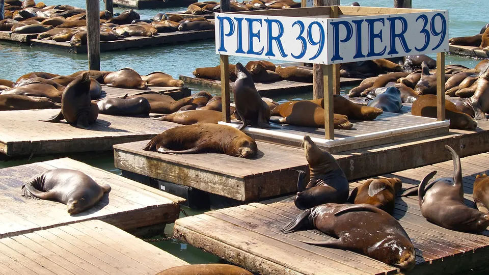 Foche distese al Pier 39 di San Francisco