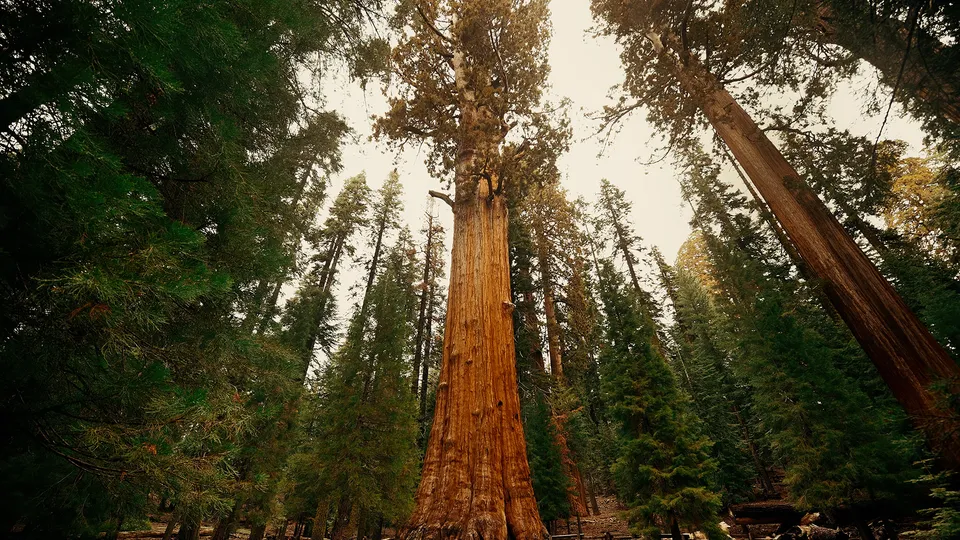 Sequoia National Park