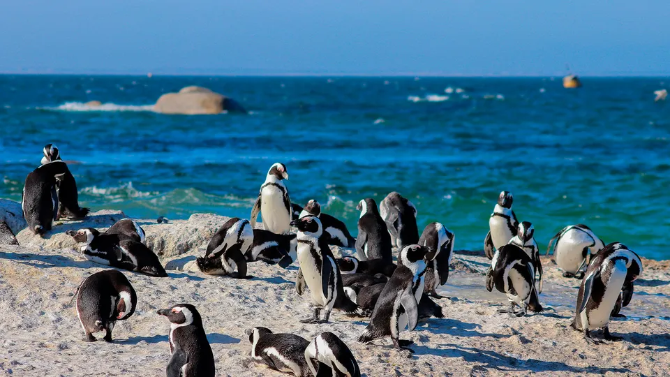 Boulders Beach a Città del Capo