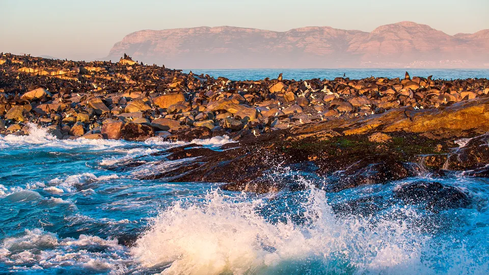 Seal Island a Città del Capo