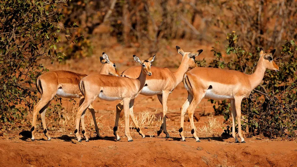 Antilopi nel Parco nazionale del Kruger