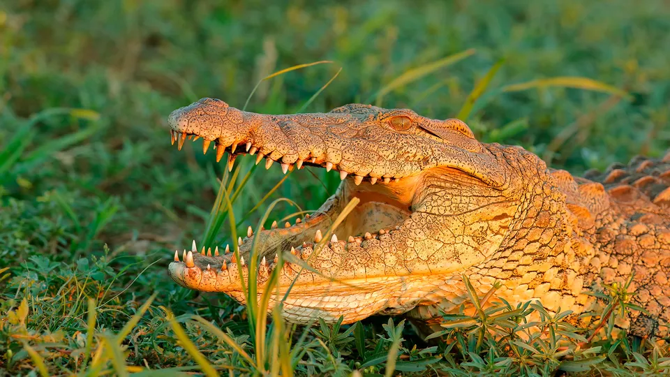Coccodrilli nel parco nazionale del Kruger