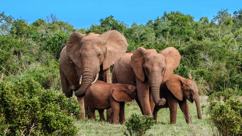 Elefanti nel parco nazionale del Kruger