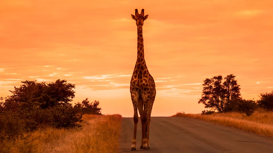 Giraffa nel parco nazionale del Kruger all'alba