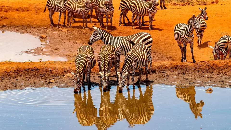 Zebre nel parco nazionale del Kruger