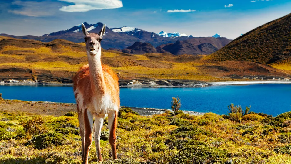 Guanacho patagonico nel Parco Nazionale di Torres del Paine